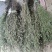 香薷草(干品