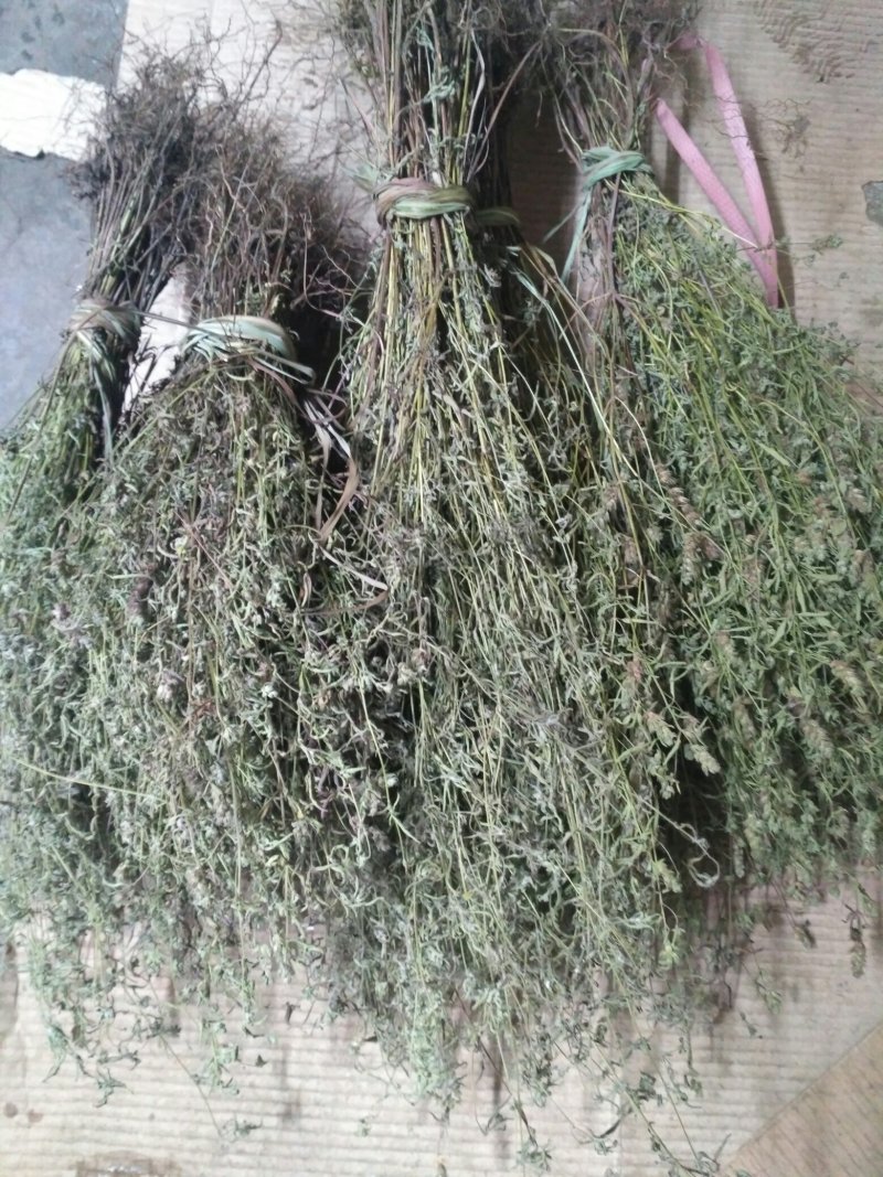香薷草(干品
