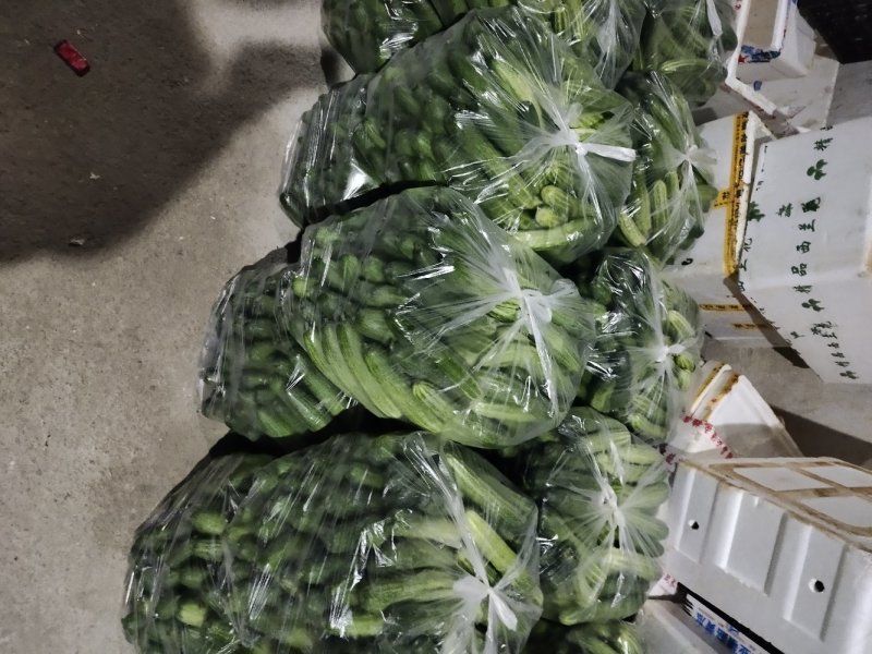 黄瓜优质黄瓜大量上市自己一手货源质量有保障欢迎咨询