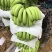 河口香蕉七成熟