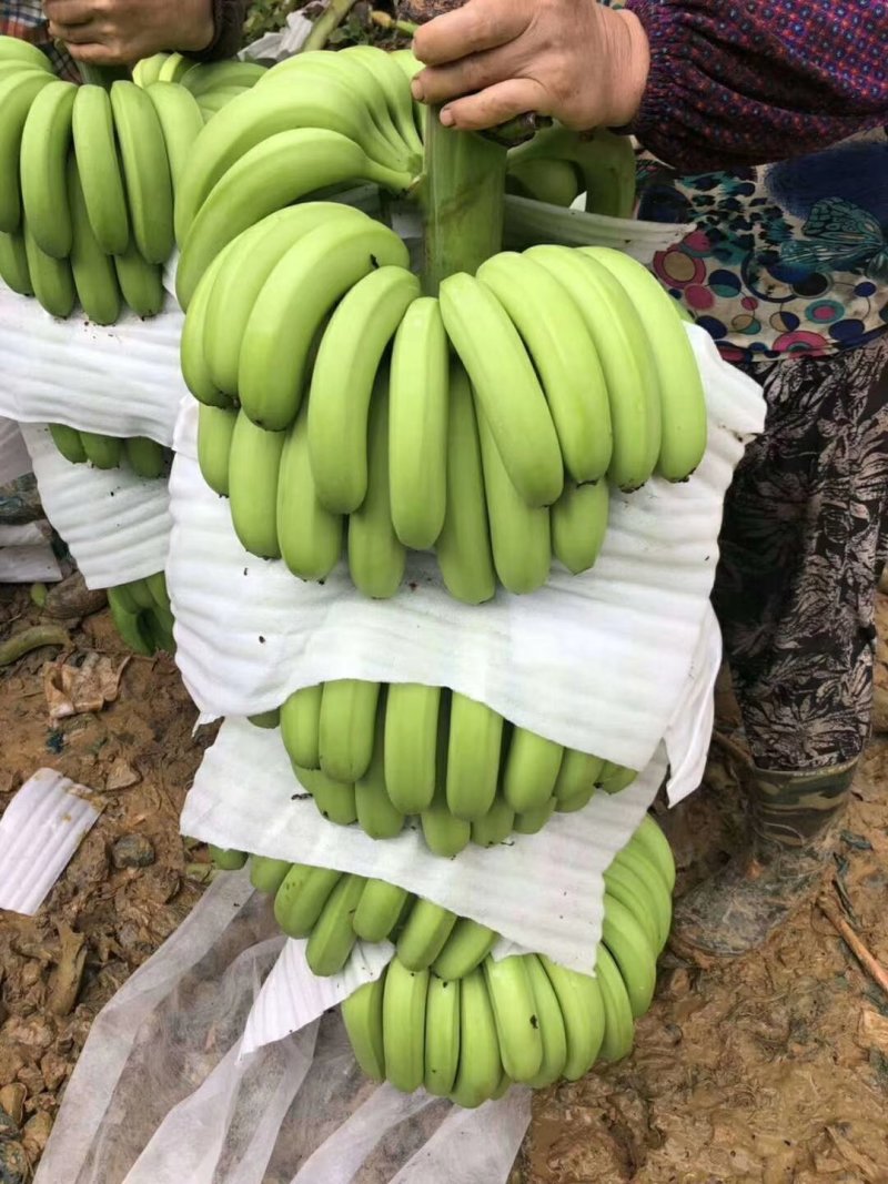 河口香蕉七成熟