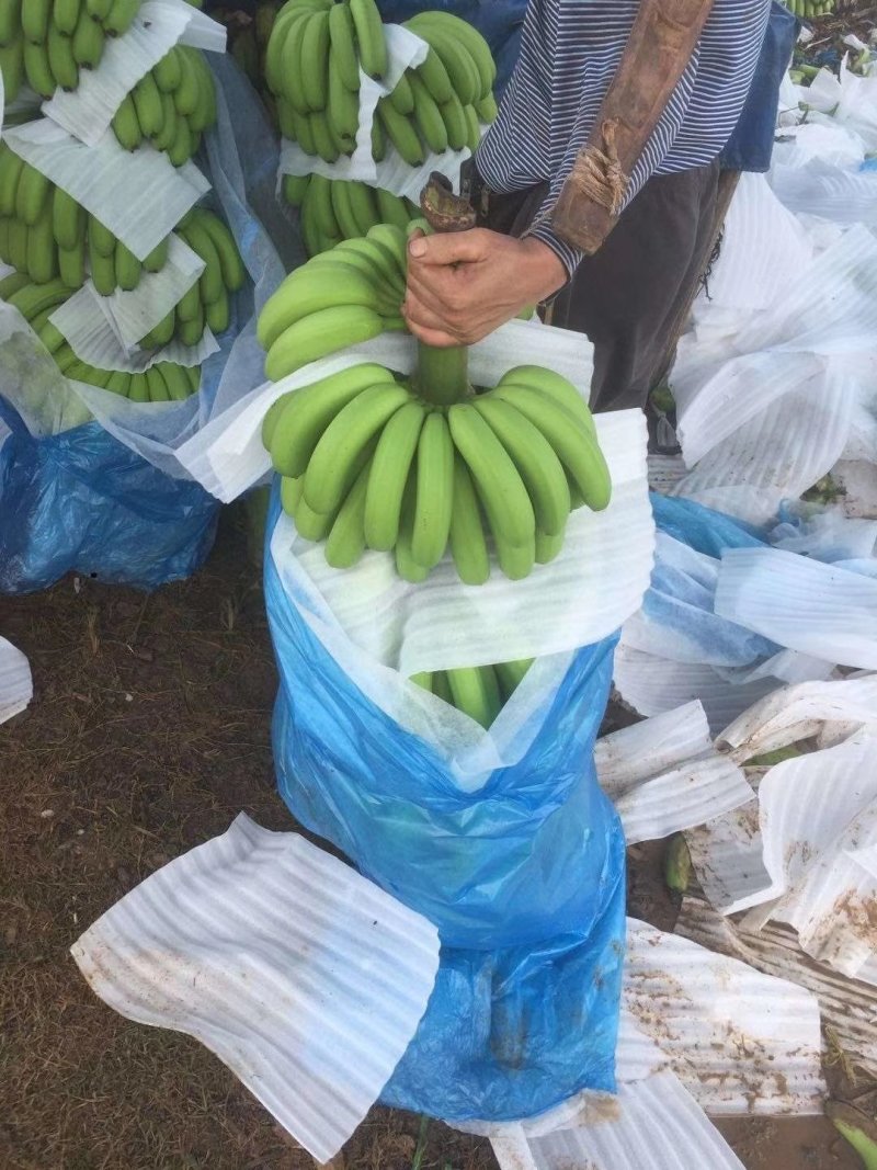 河口香蕉七成熟