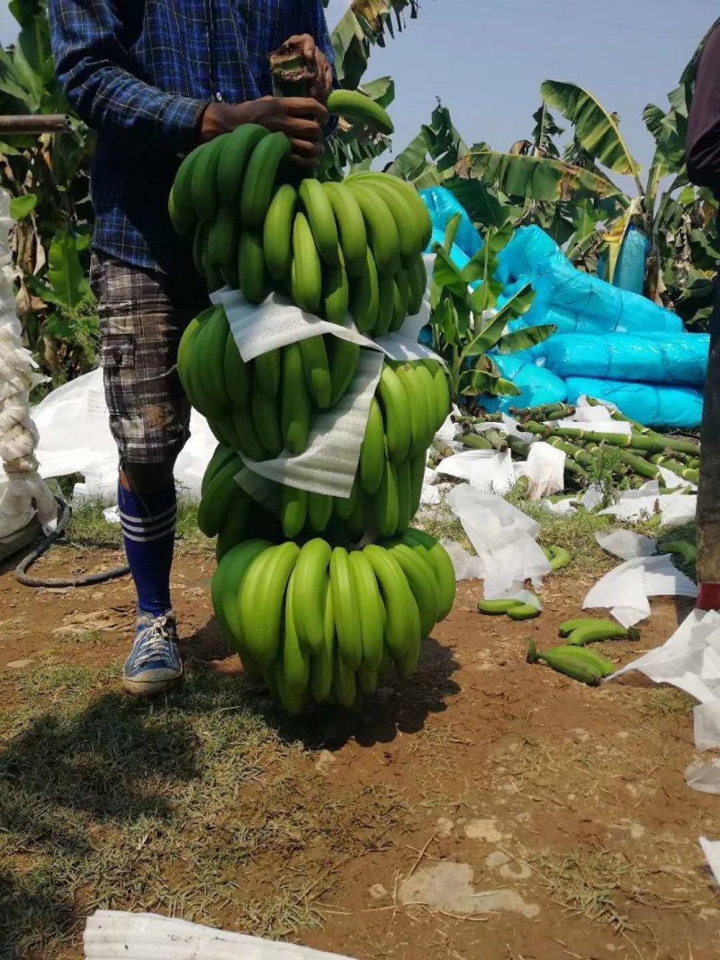 河口香蕉七成熟