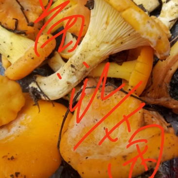 大山野生精选鸡油菌珍贵野生菌产地直供