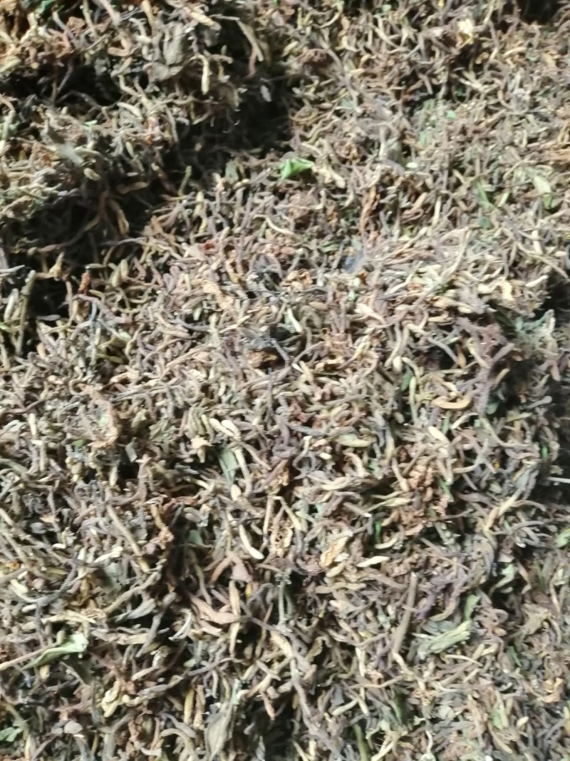 纯天然野生金银花，二花，忍冬