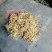 纯天然野生金银花，二花，忍冬