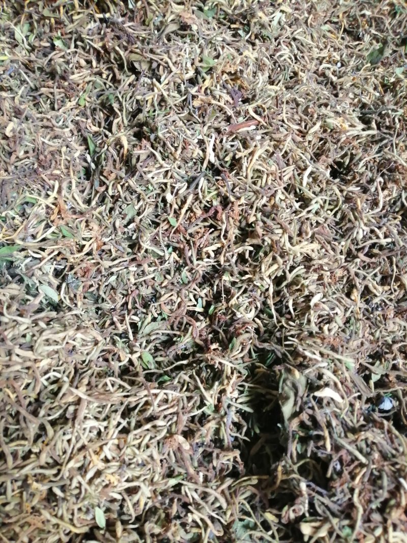 纯天然野生金银花，二花，忍冬