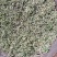纯天然野生金银花，二花，忍冬