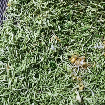 纯天然野生金银花，二花，忍冬