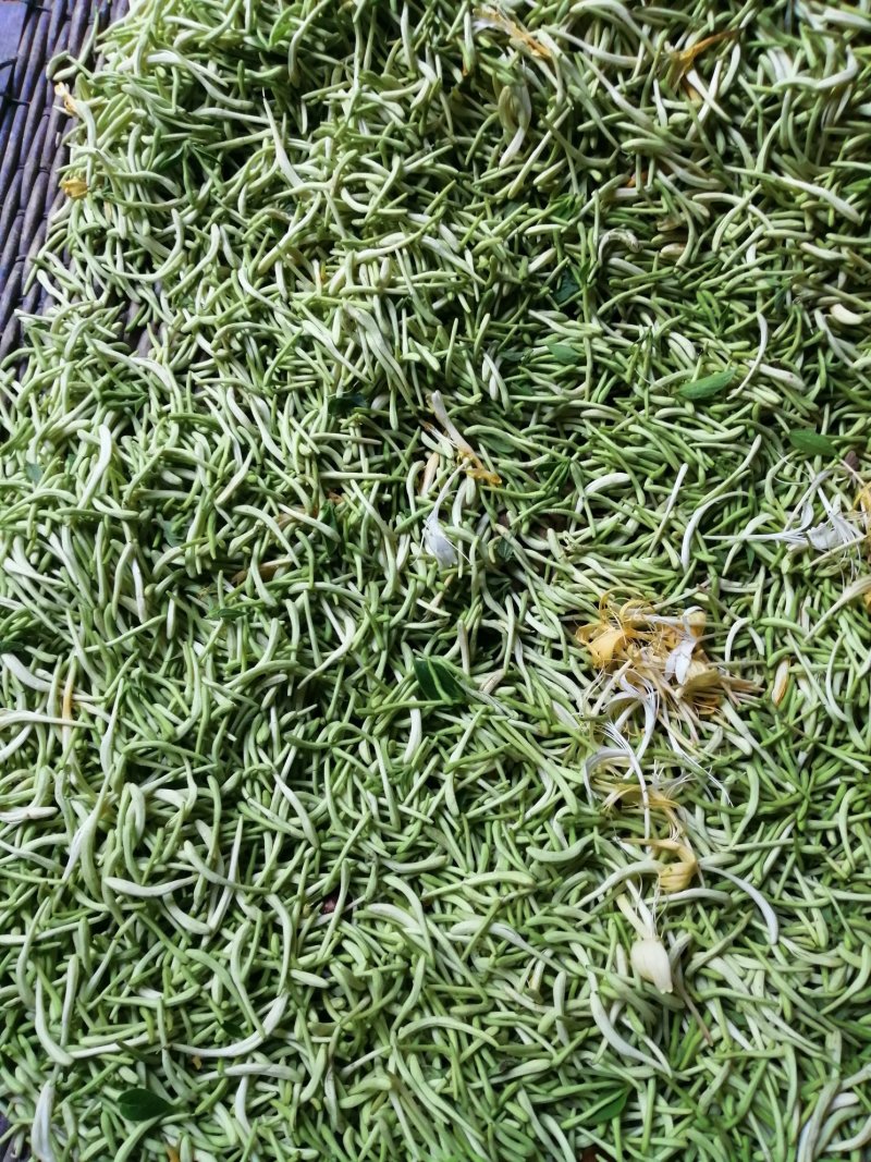 纯天然野生金银花，二花，忍冬
