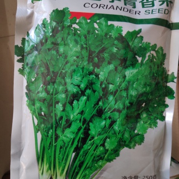 香菜种子(四季青香菜种子)