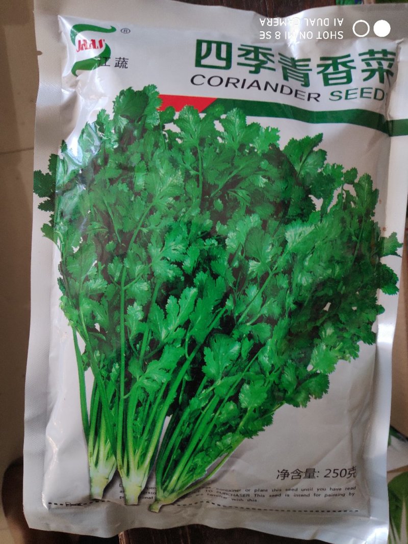 香菜种子(四季青香菜种子)