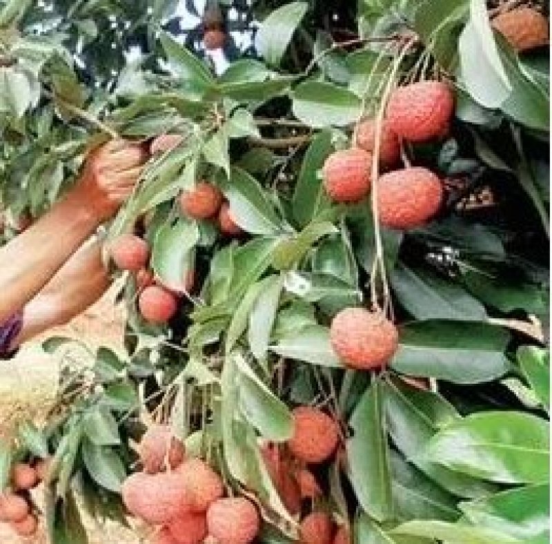 荔枝桂味黄皮百香果