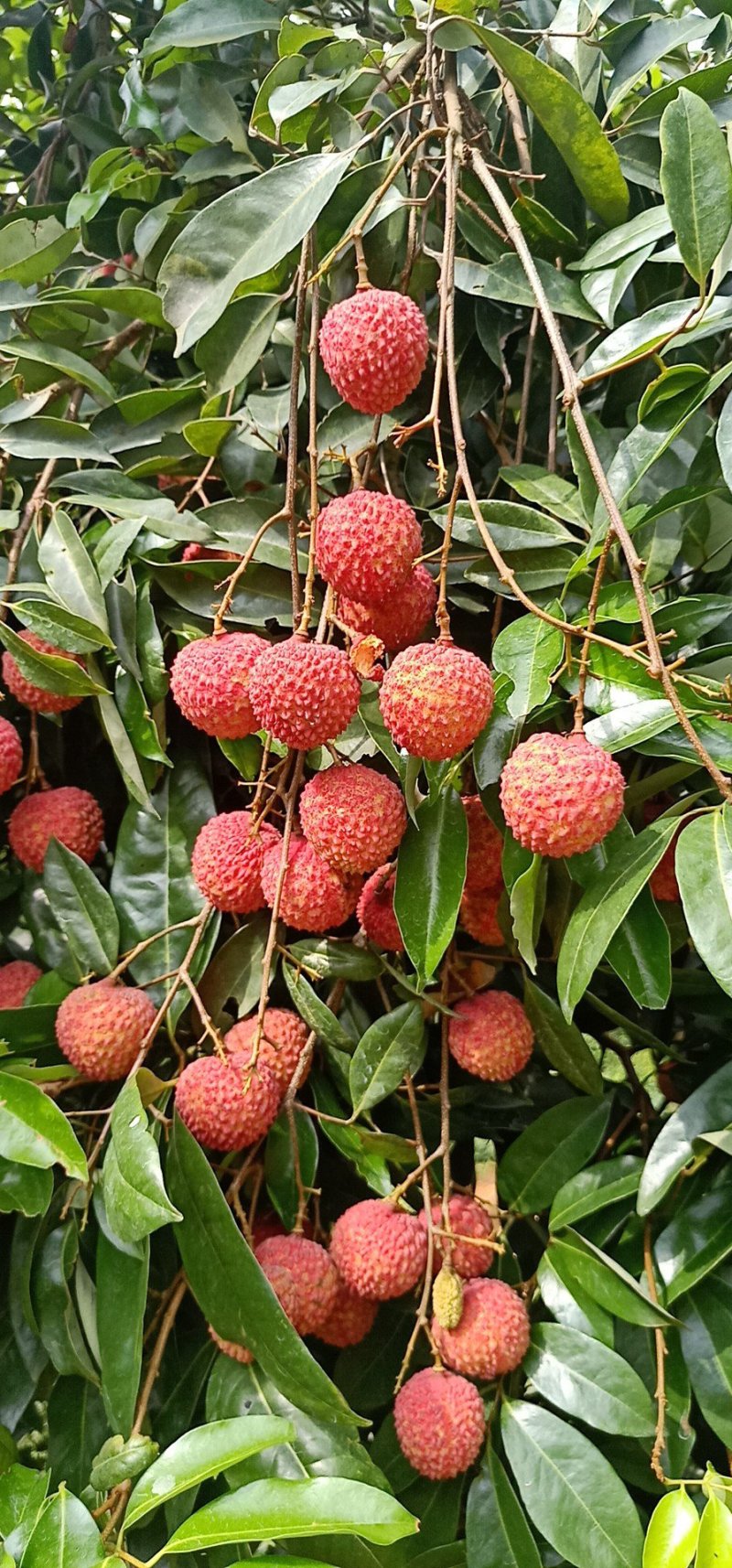 荔枝桂味黄皮百香果