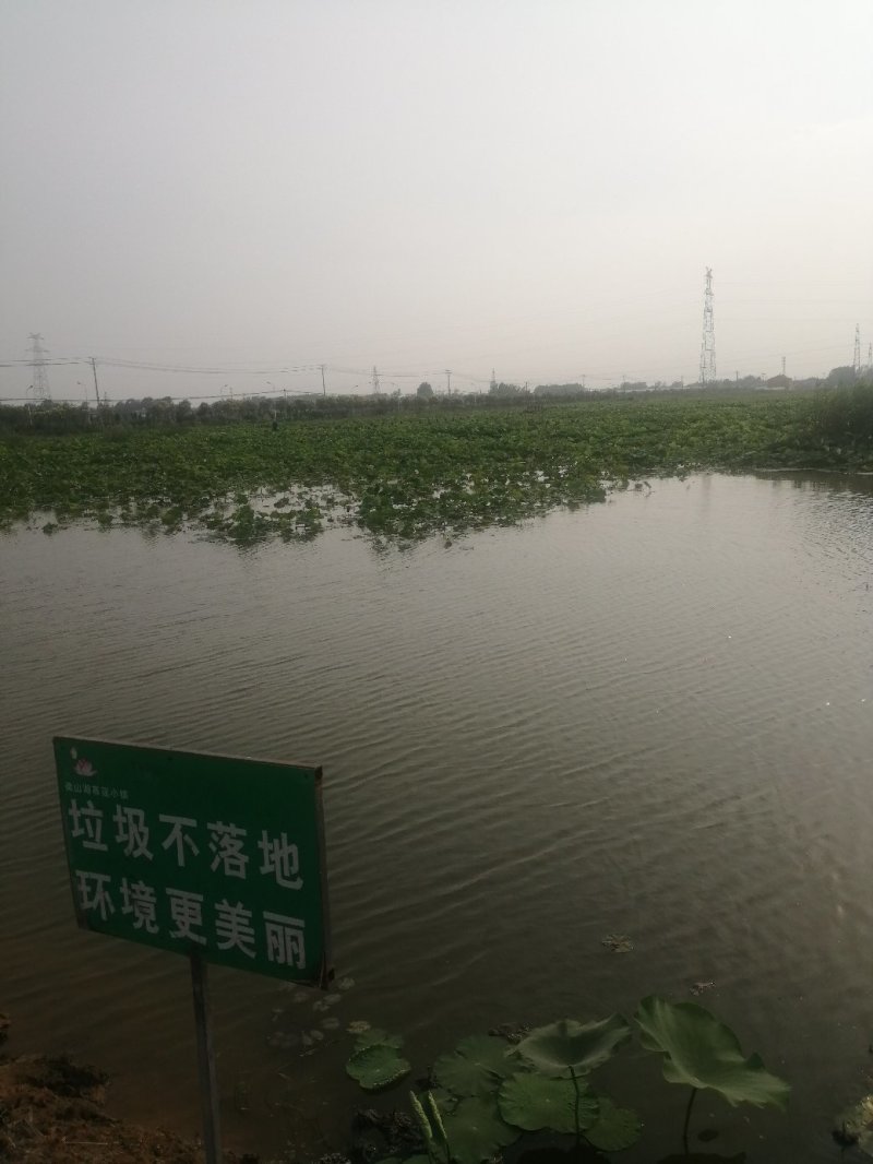大量出售各规格小龙虾，千亩龙虾塘，欢迎实地考察