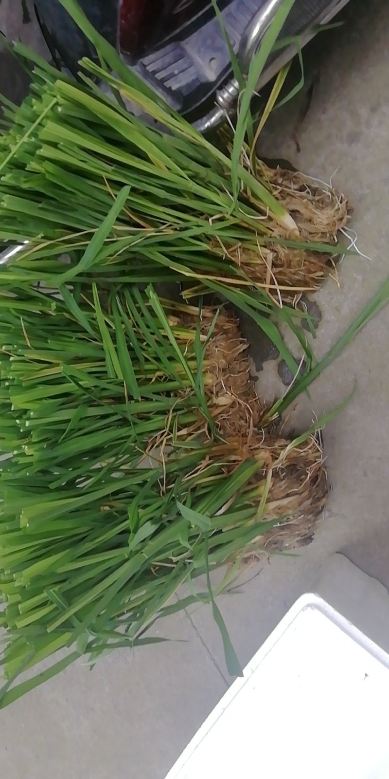 各品种双季茭白种苗，浙江金华直发，金华农科院培育