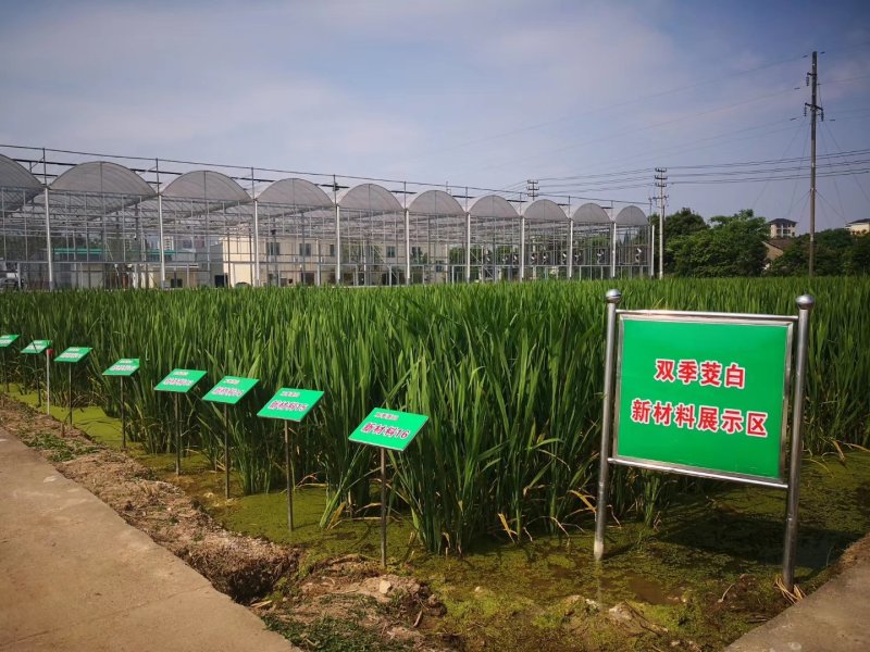 各品种双季茭白种苗，浙江金华直发，金华农科院培育