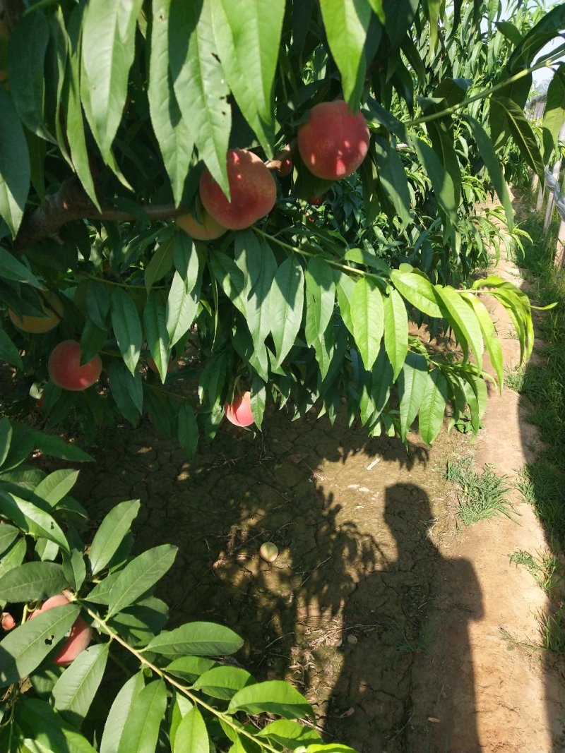 毛桃，郑三