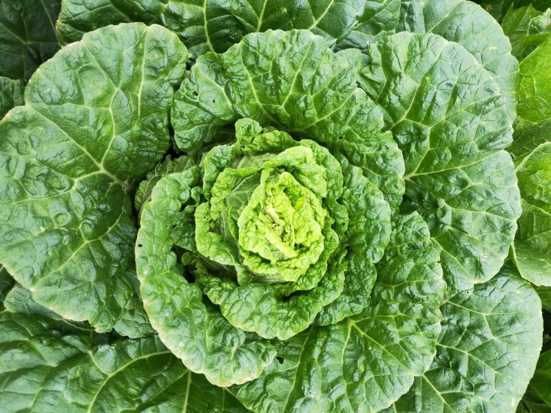 白菜四川高山大白菜大量上市质量保证一条龙服务