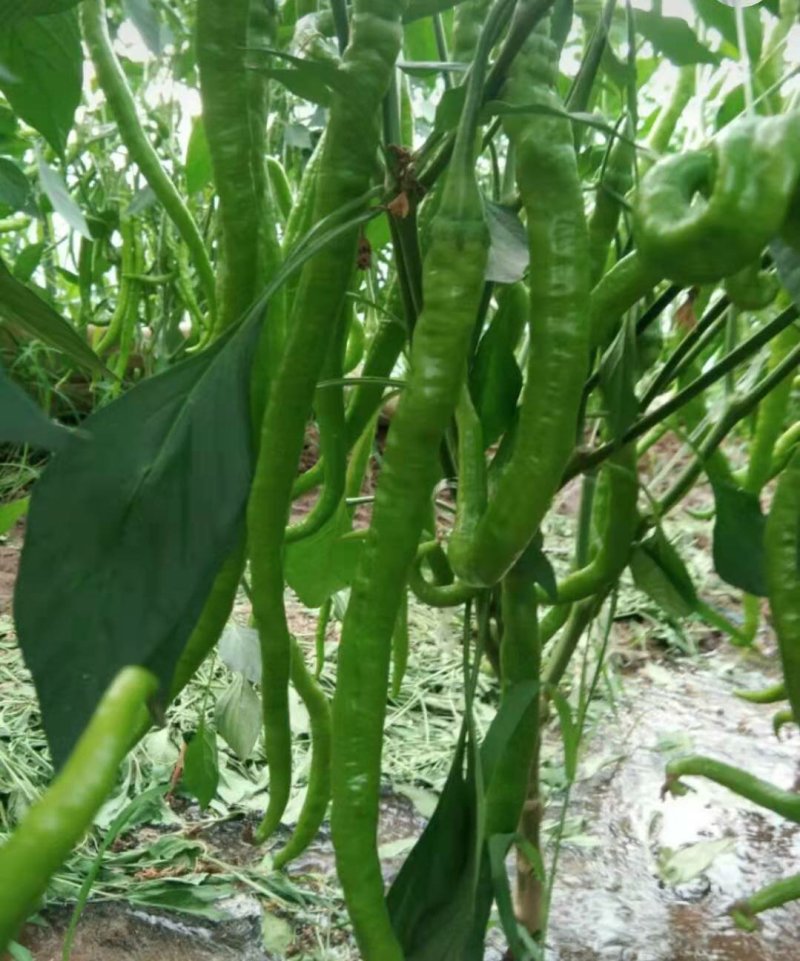 线椒大量上市质量保证，价格低，包装精美物流便捷欢迎采购