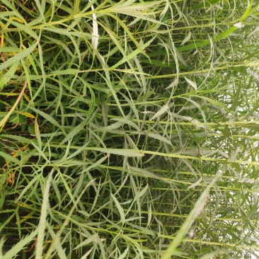 芦蒿藜蒿芦蒿种苗繁殖苗包成活包教包会可上门指导