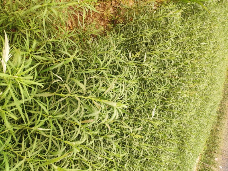 芦蒿藜蒿芦蒿种苗繁殖苗包成活包教包会可上门指导