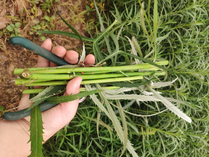 芦蒿藜蒿芦蒿种苗繁殖苗包成活包教包会可上门指导