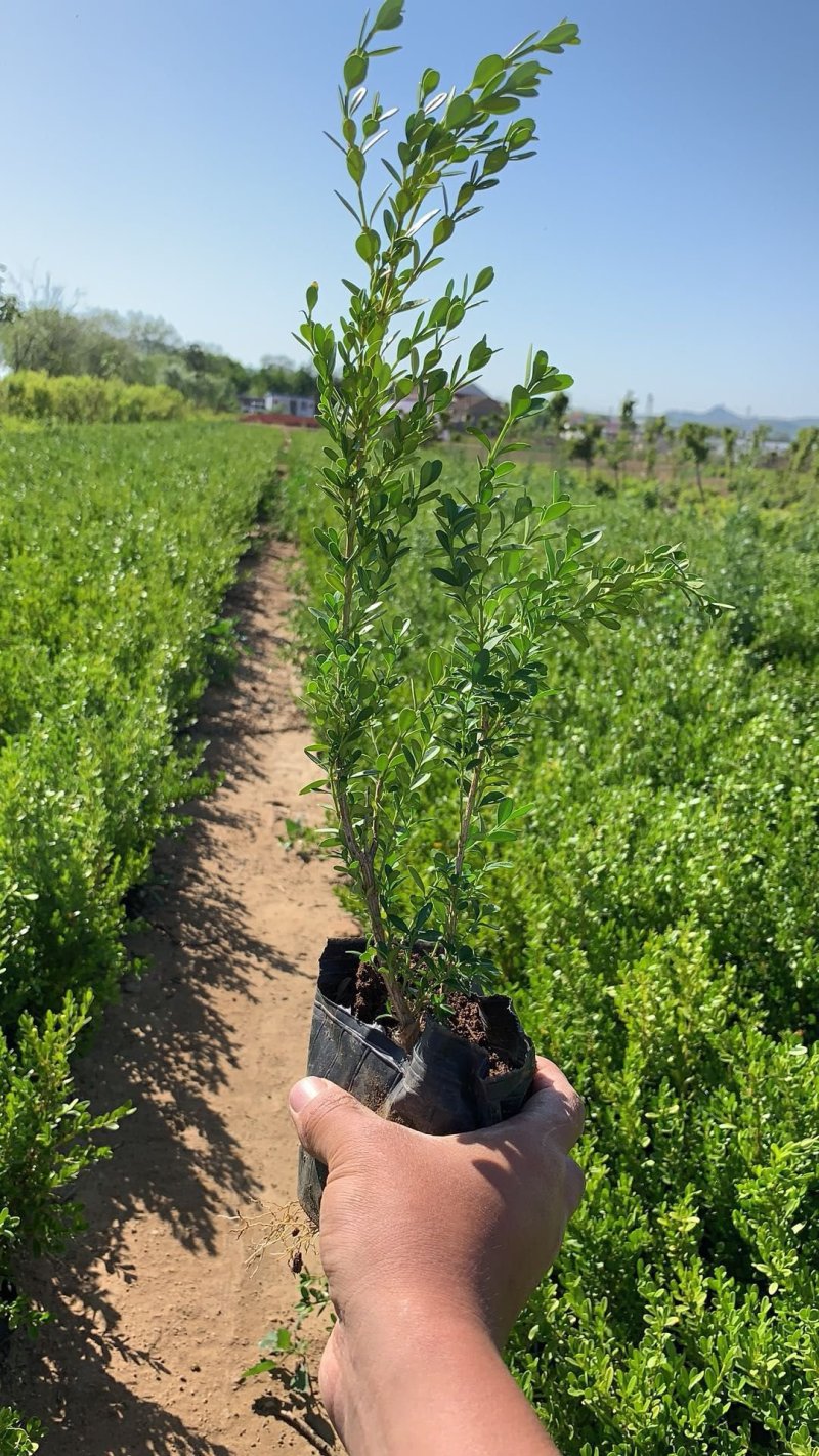 黄杨