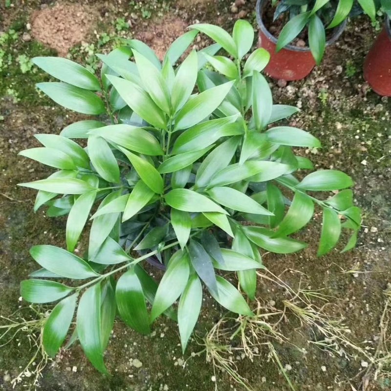 精品红杯小竹柏，基地自产自销