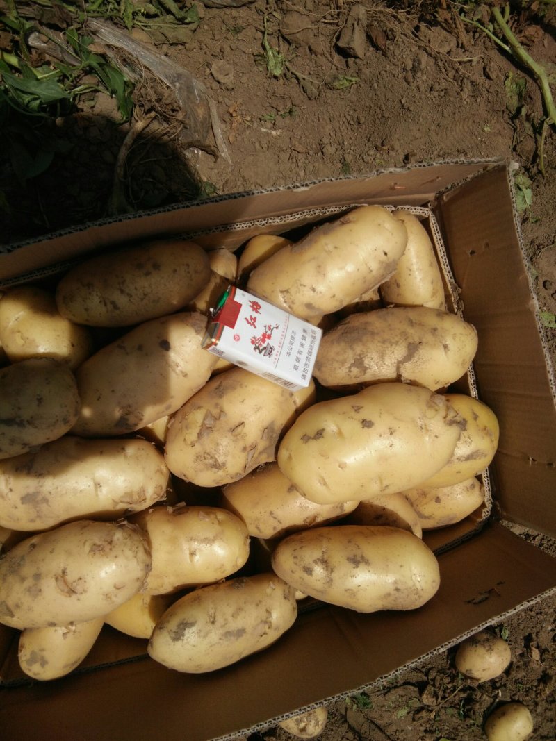 荷兰土豆海量供应，需要的速联系我了