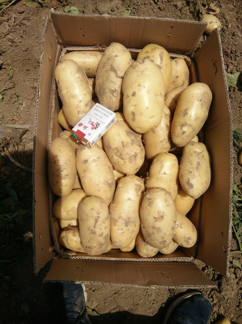 荷兰土豆海量供应，需要的速联系我了