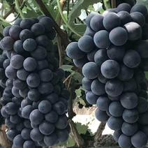 河北夏黑葡萄，大棚种植，甜度好，串型好看，支持各种包装，