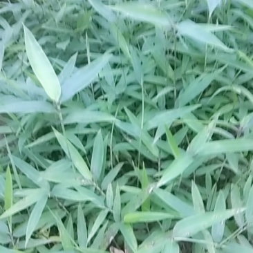 楠竹
