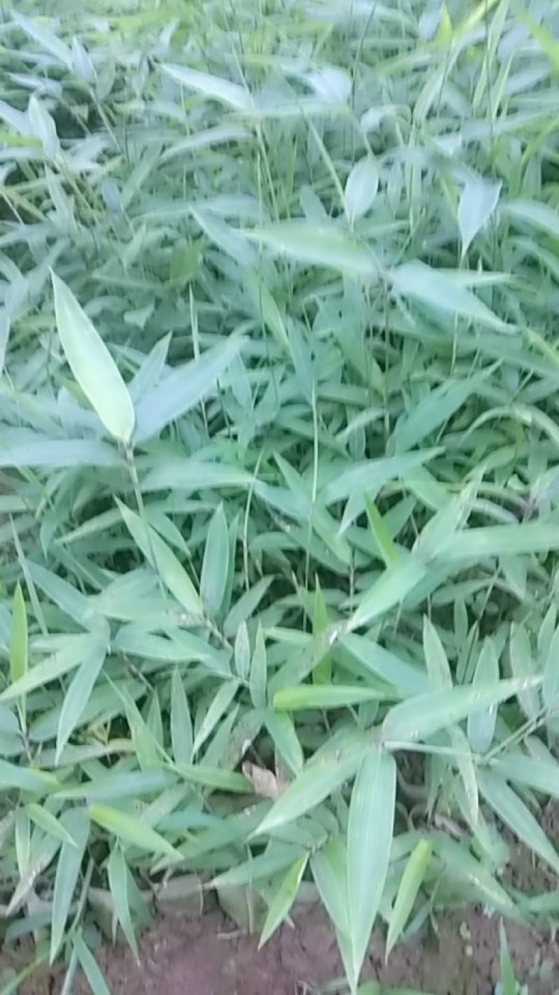 楠竹