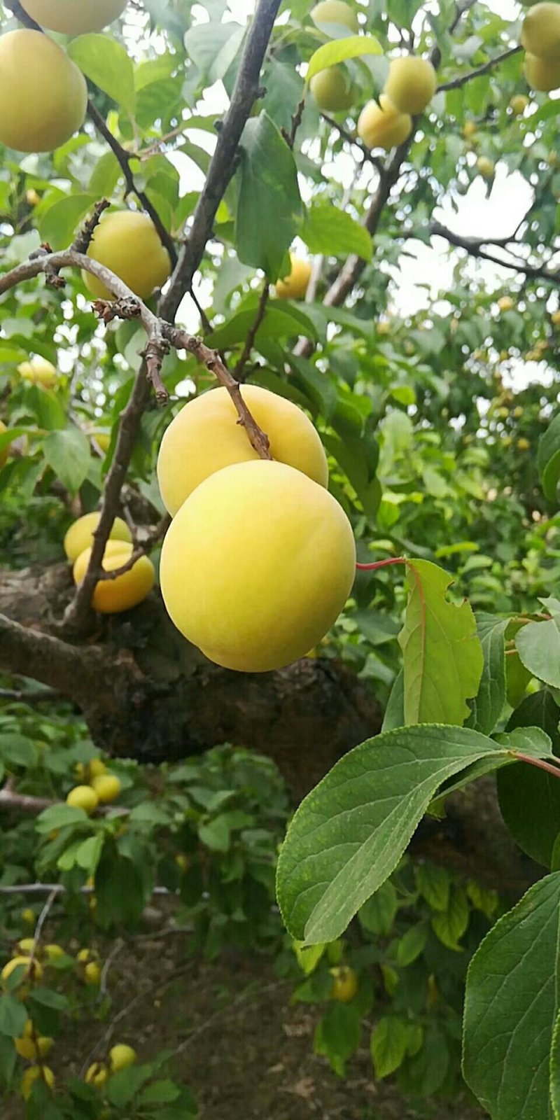 梅杏