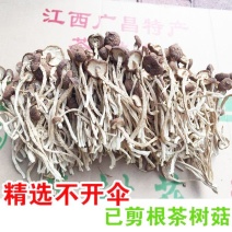 新货剪脚精选不开伞茶树菇江西广昌自产自销