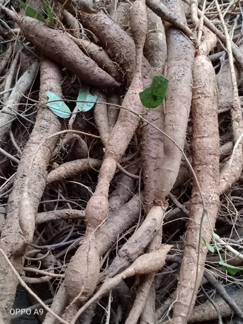 小叶牛大力刚下山的靓货