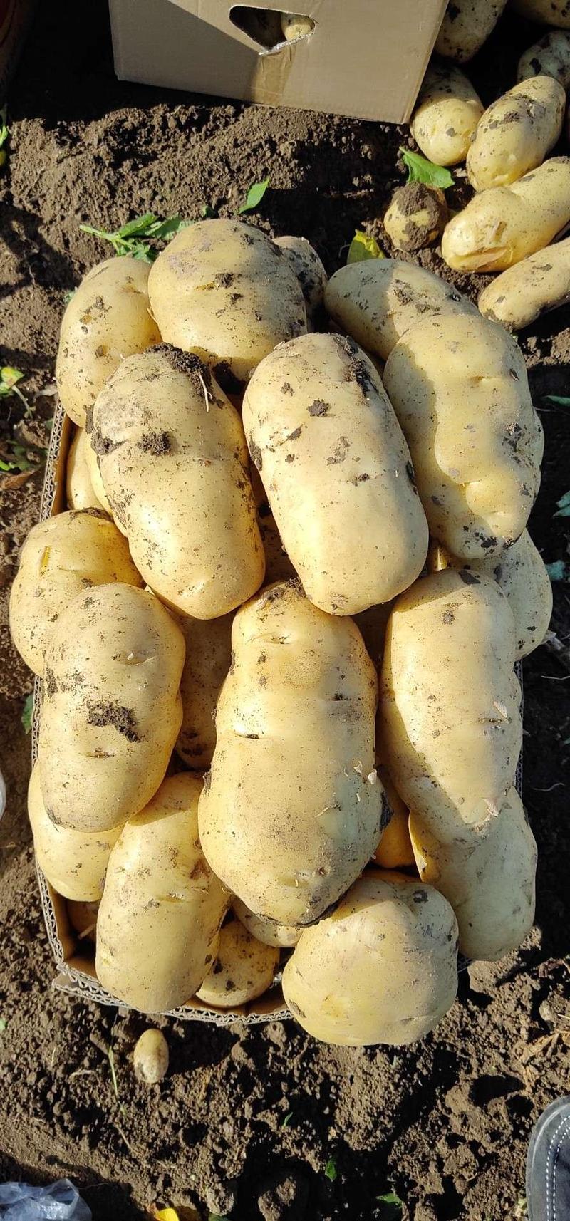 荷兰806土豆