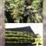 铁皮石斛