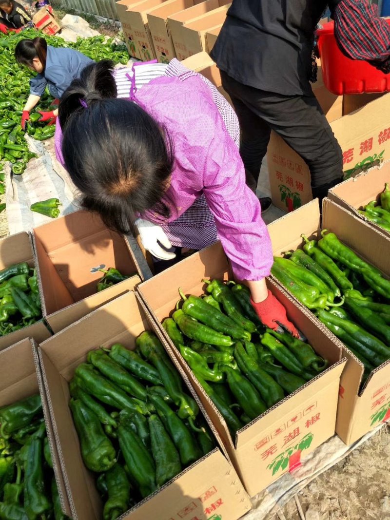 青椒，薄皮大青椒，芜湖椒，个头大，供应时间长