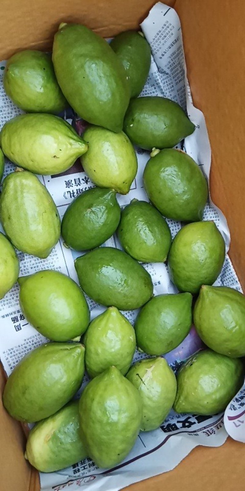 香水柠檬