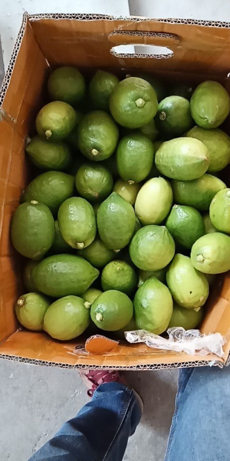 香水柠檬