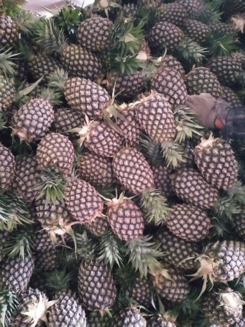 西双版纳无眼凤梨大量上市，糖分高含维生素，