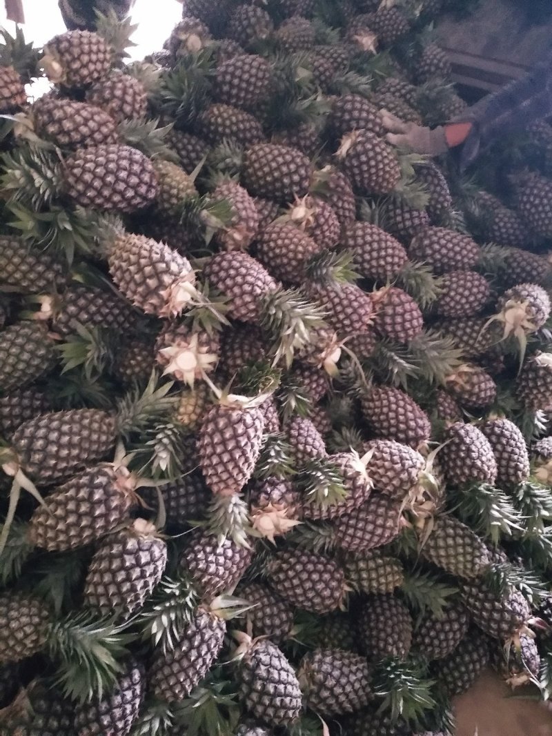 西双版纳无眼凤梨大量上市，糖分高含维生素，