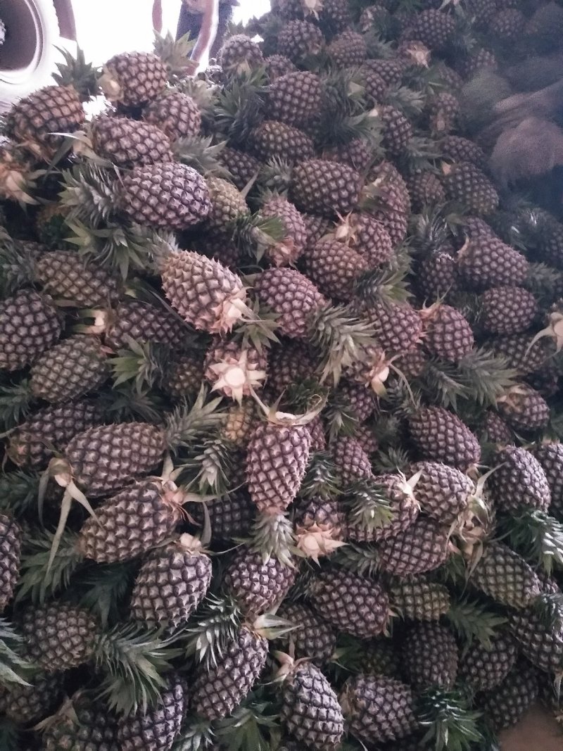 西双版纳无眼凤梨大量上市，糖分高含维生素，
