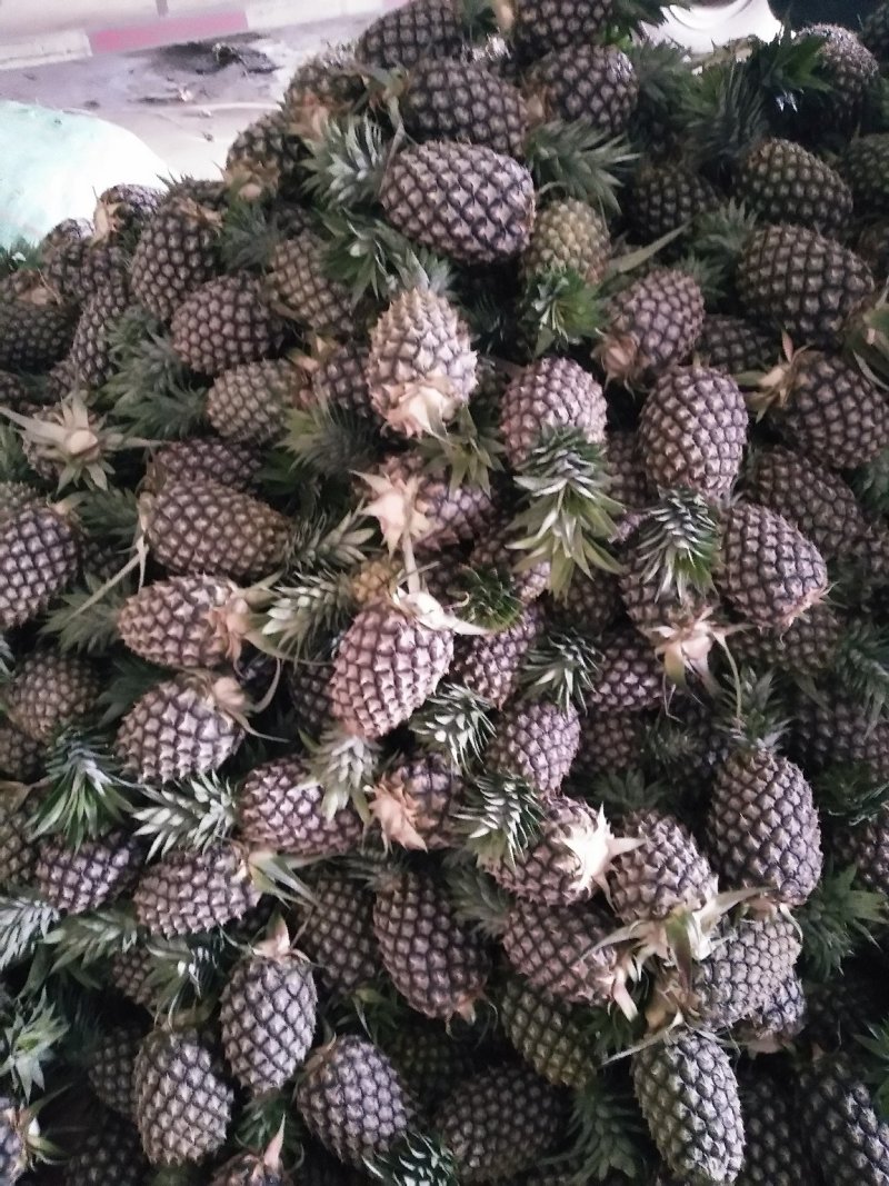 西双版纳无眼凤梨大量上市，糖分高含维生素，