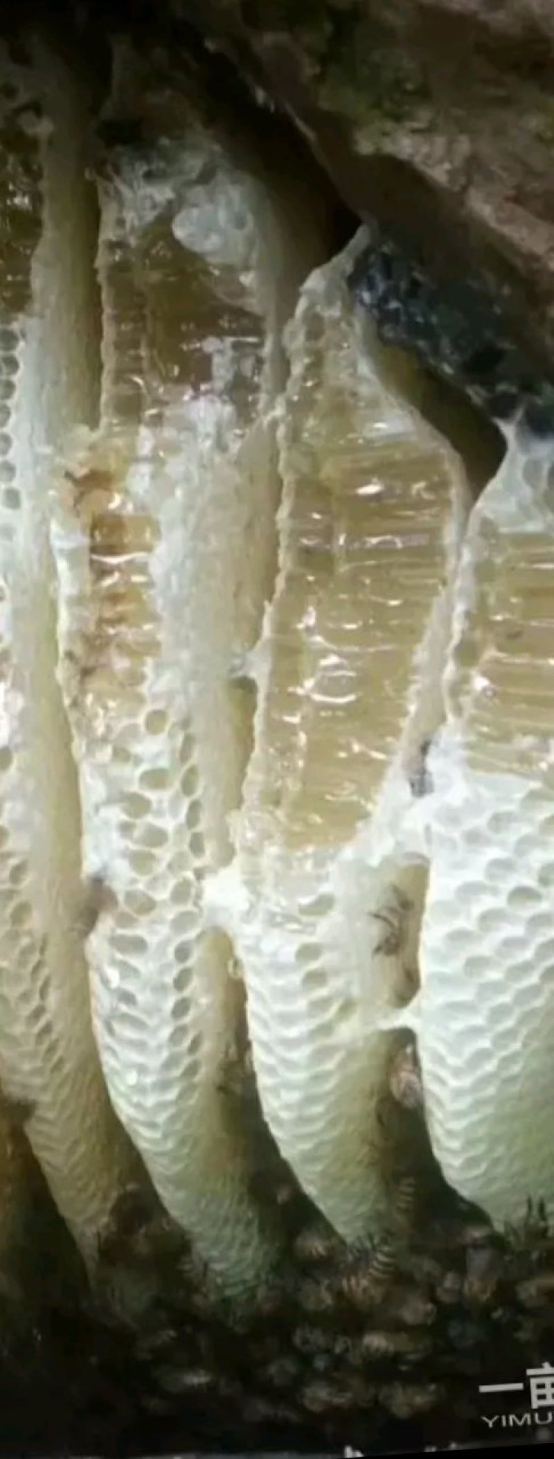 蜂蜜