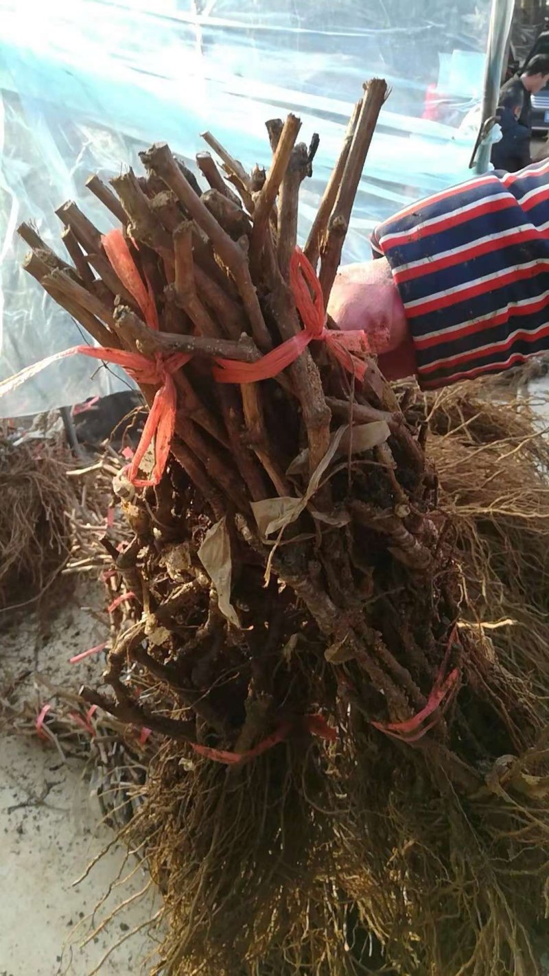 新郁葡萄苗，一年生，贝达嫁接新育葡萄苗基地南北方适合
