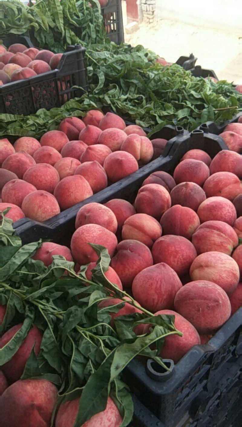 春雪桃6月中旬大量上市