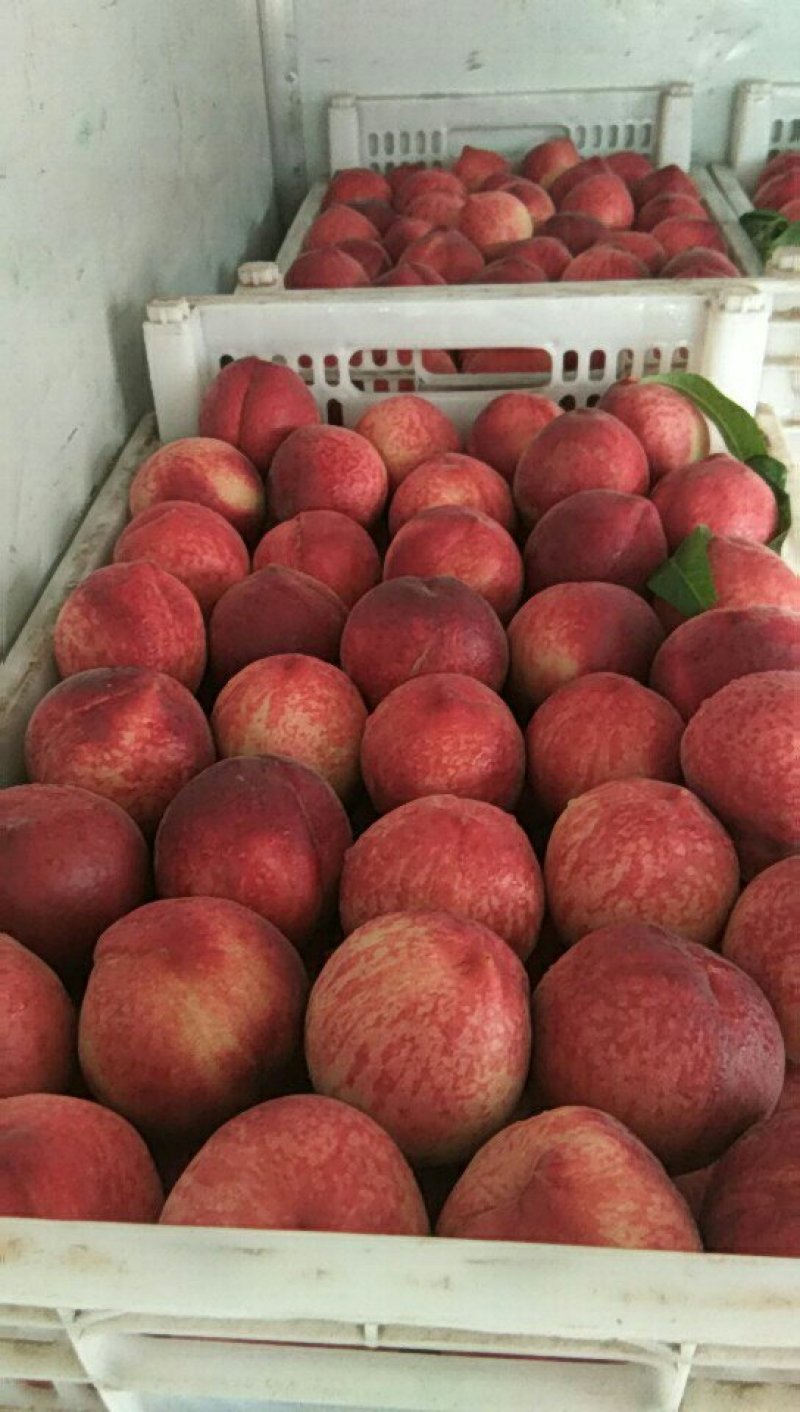 春雪桃6月中旬大量上市